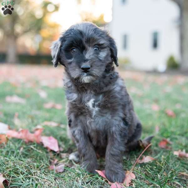 Pumpkin, Mini Goldendoodle Puppy